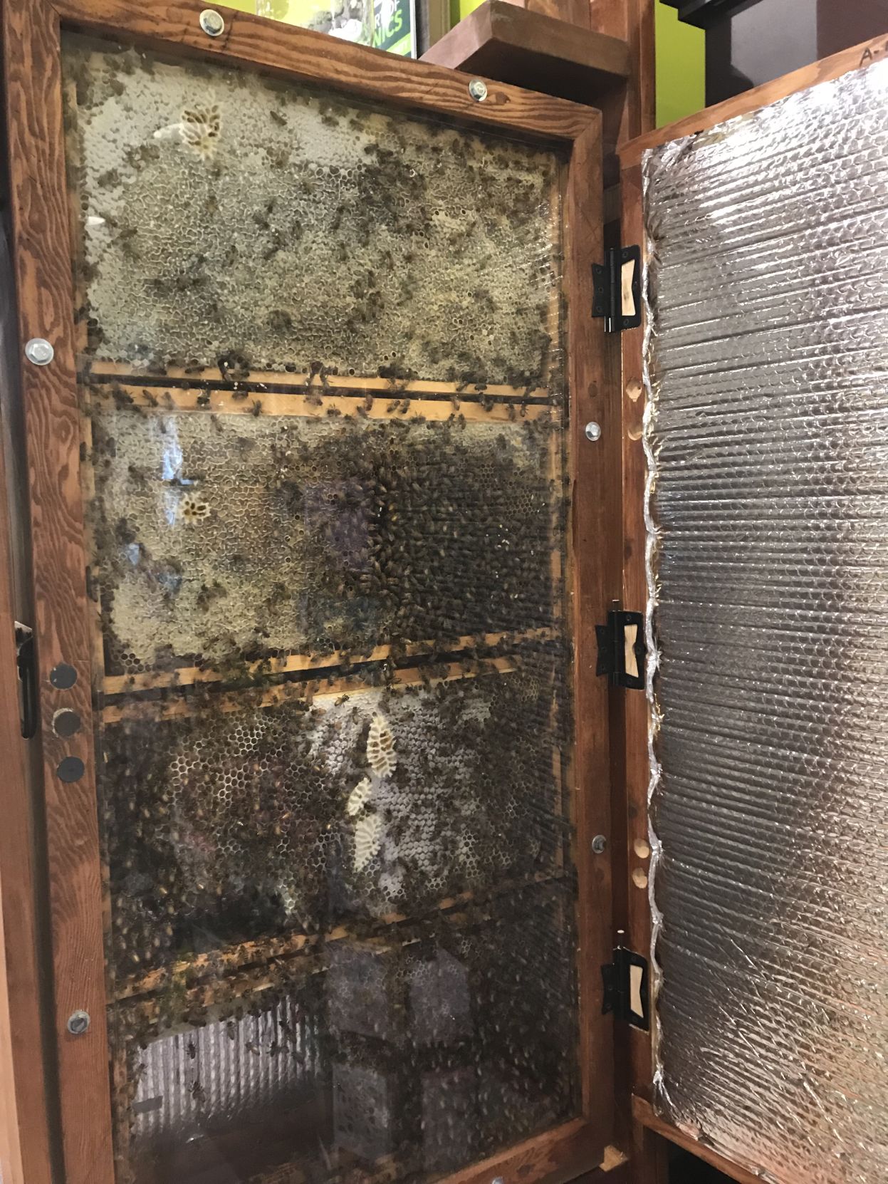Honey bee observational hive at Whole Foods